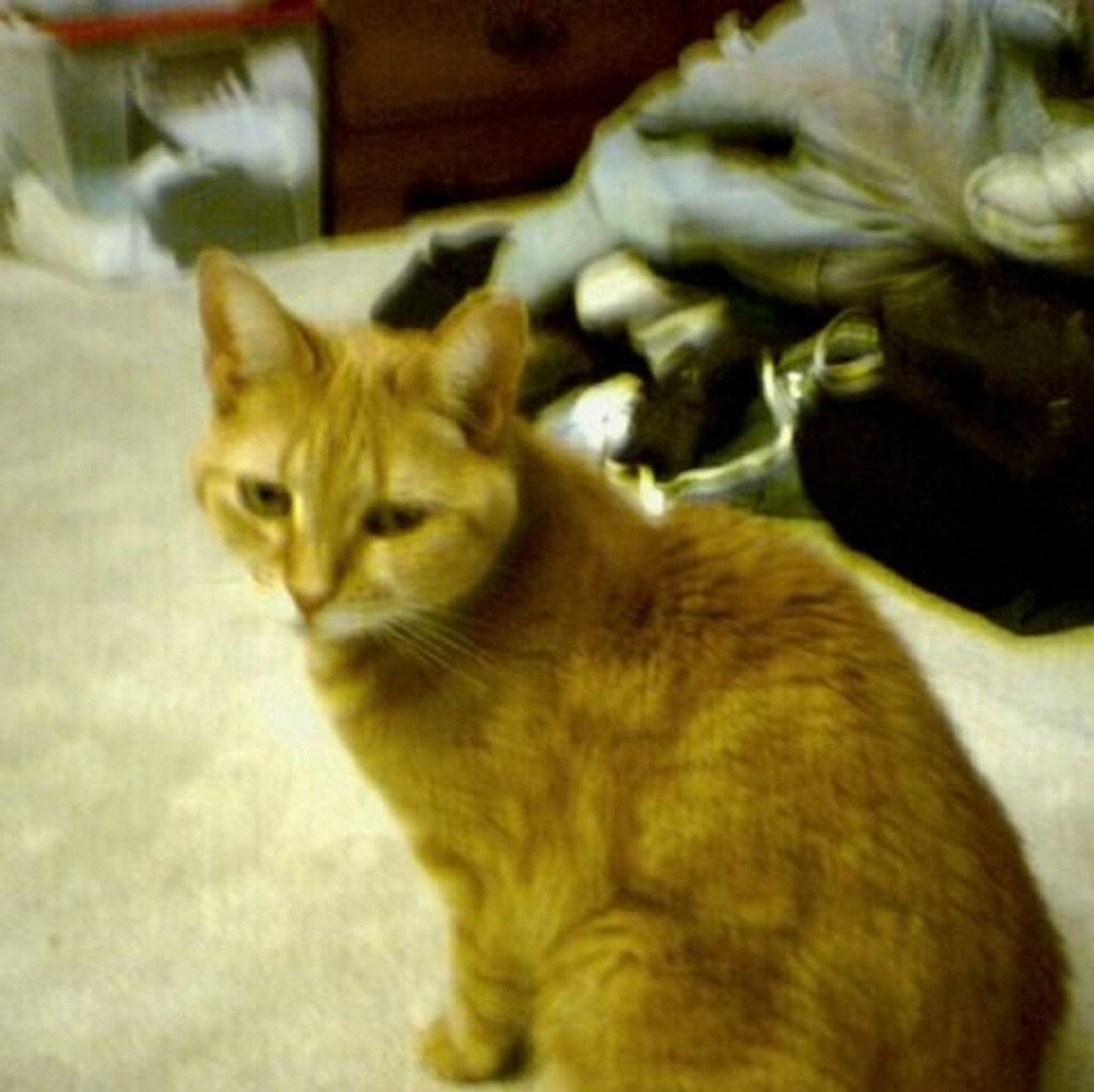 Meet your Posher, Sheila